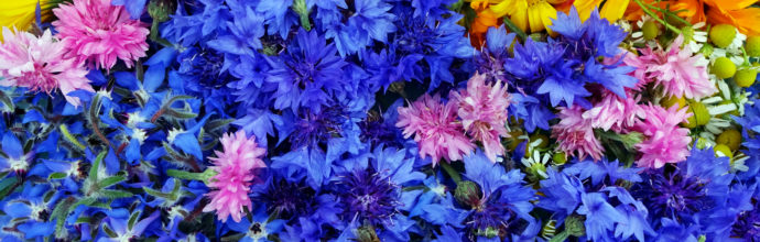 Biotop-Appartement - Blumen im Bauerngarten