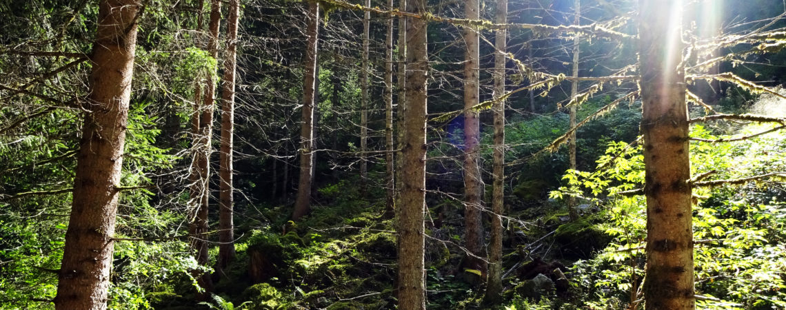 Wald im Rasner Biotop